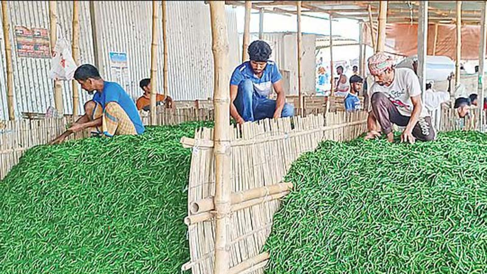 সাঁথিয়ায় মরিচের বাম্পার ফলনেও লোকসানে কৃষক