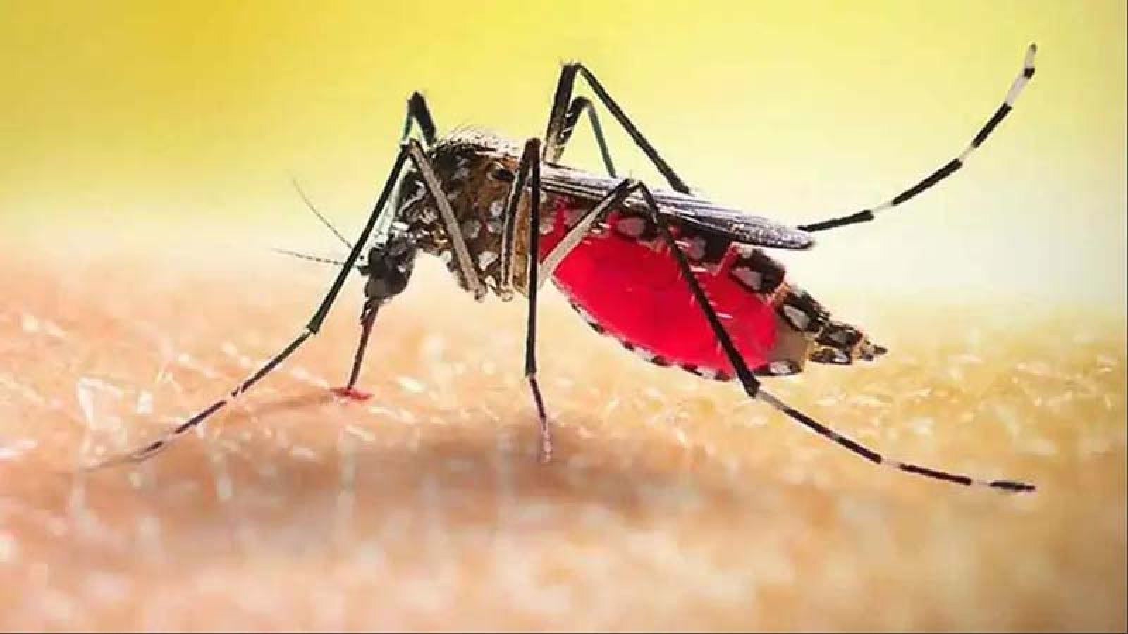 ডেঙ্গুতে আক্রান্ত এক লাখ ছাড়াল