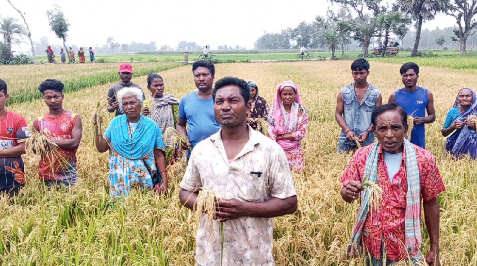 ধাম‌ইরহাটে রাতের আঁধারে কীটনাশক প্রয়োগে বোরো ধান বিনষ্ট