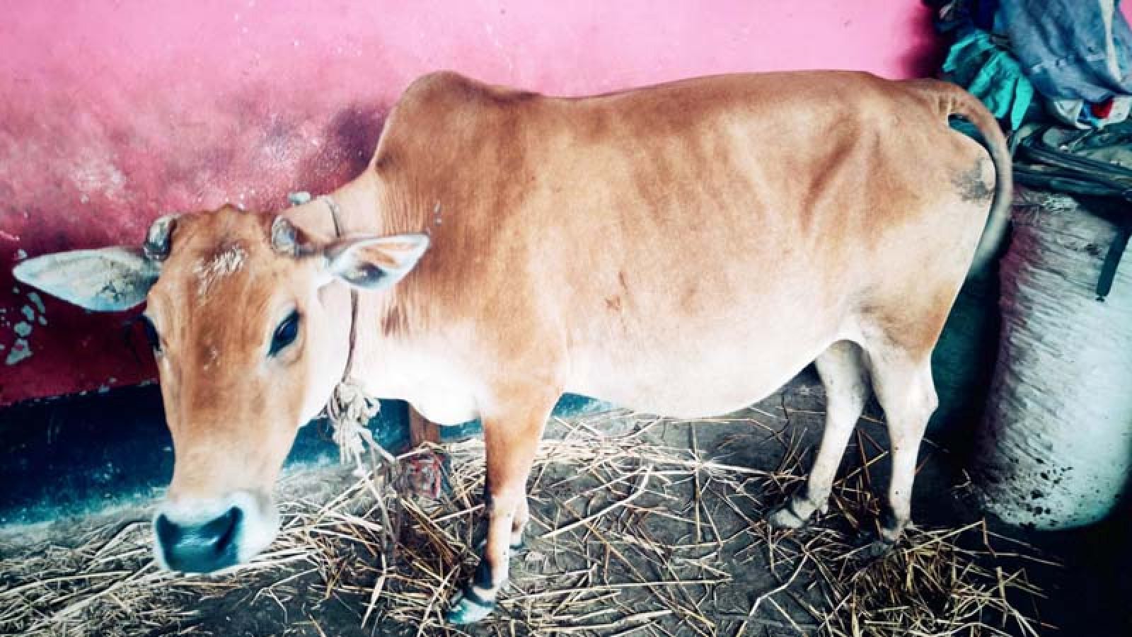 সুদের টাকা দিতে না পারায় বিধবার গরু নিয়ে গেলেন দাদন ব্যবসায়ী