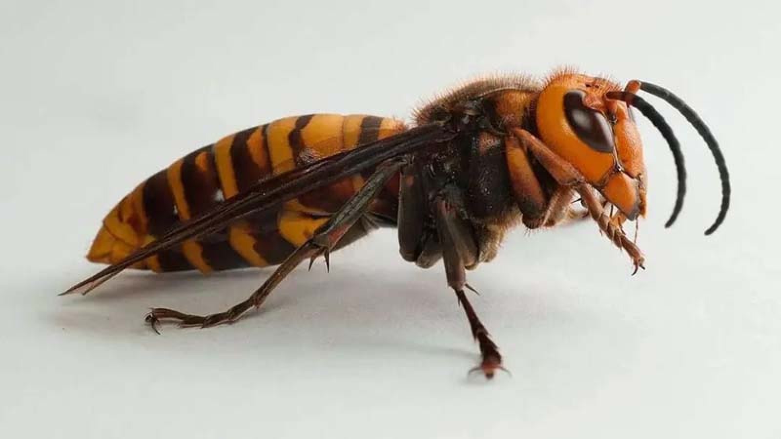 শিবগঞ্জে ভিমরুলের আক্রমণে পুকুরে ঝাঁপ দিয়েও প্রাণ গেল বৃদ্ধের, আহত ১০