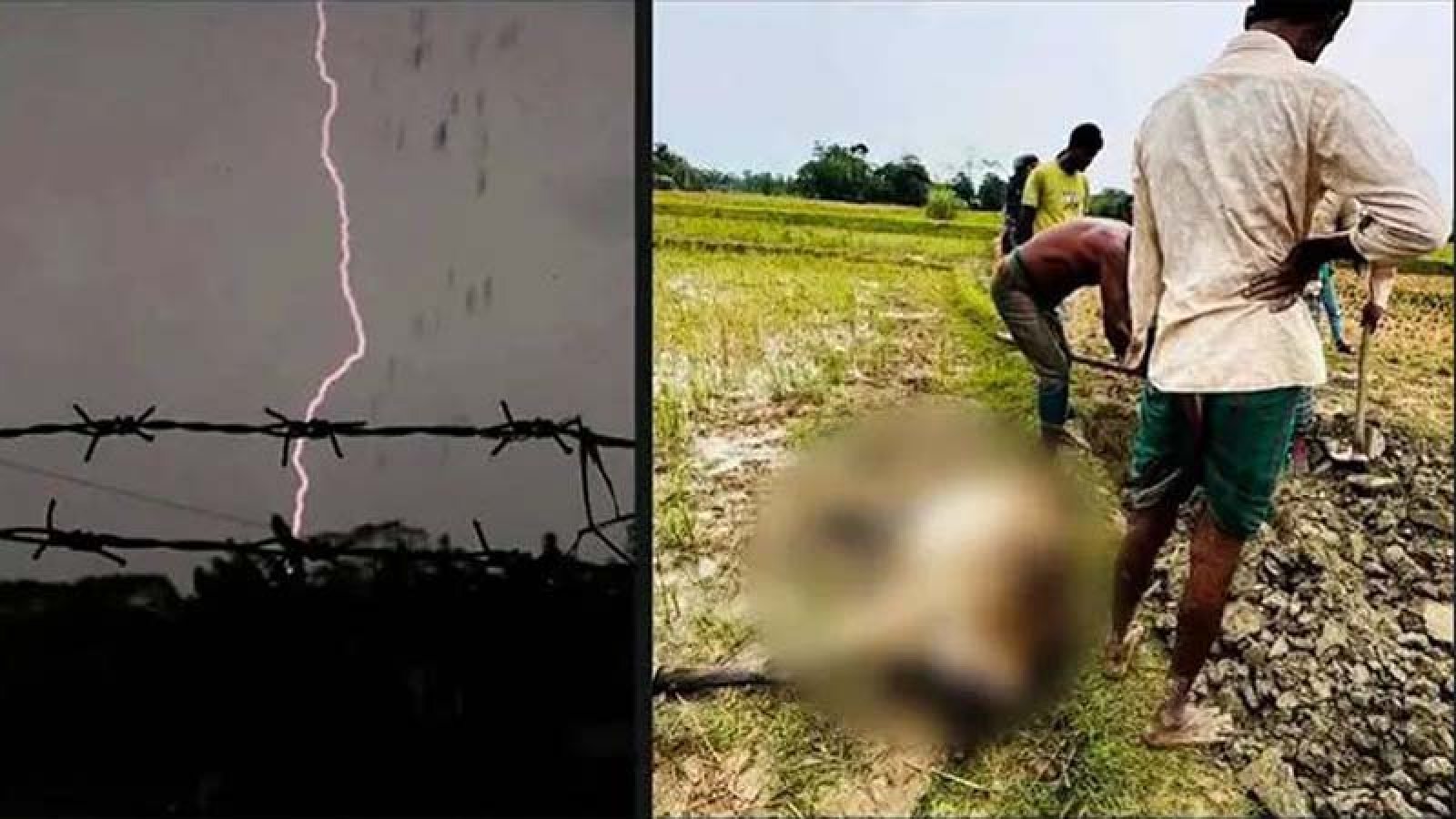 পটুয়াখালীতে বজ্রপাতে ৪ জনের মৃত্যু, প্রাণ গেছে অর্ধশতাধিক গরুর