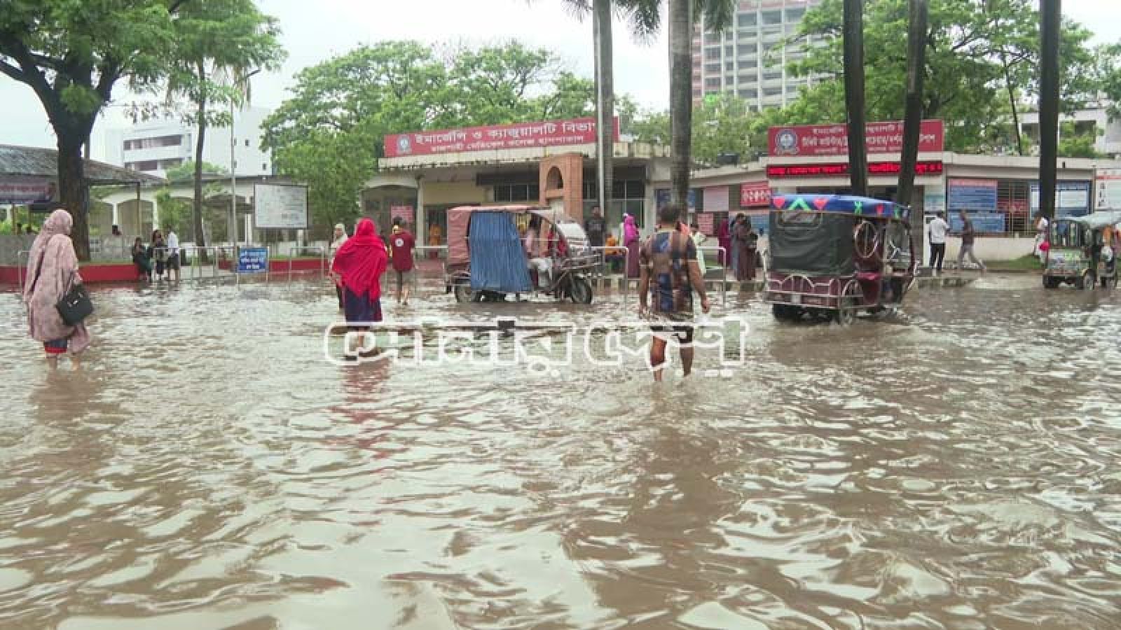 বৃষ্টিতে আমনখেতে স্বস্তি, জলাবদ্ধতায় দুর্ভোগ