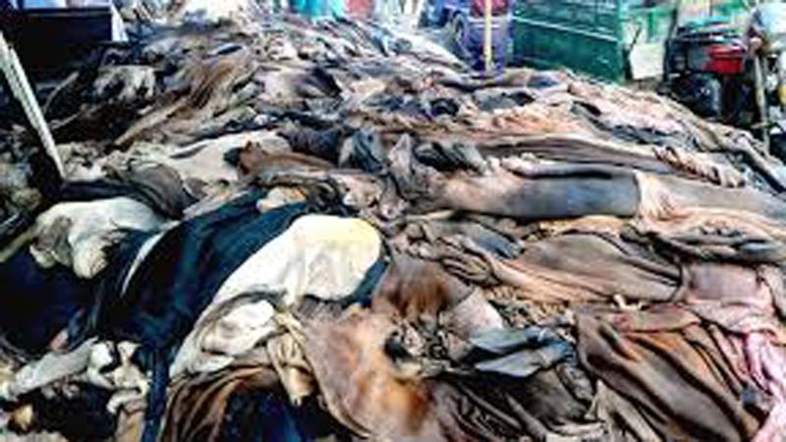 আড়ানী গোচর গ্রামে প্রতি পিস খাসির চামড়া ৪০, ছাগির ১০ টাকা!