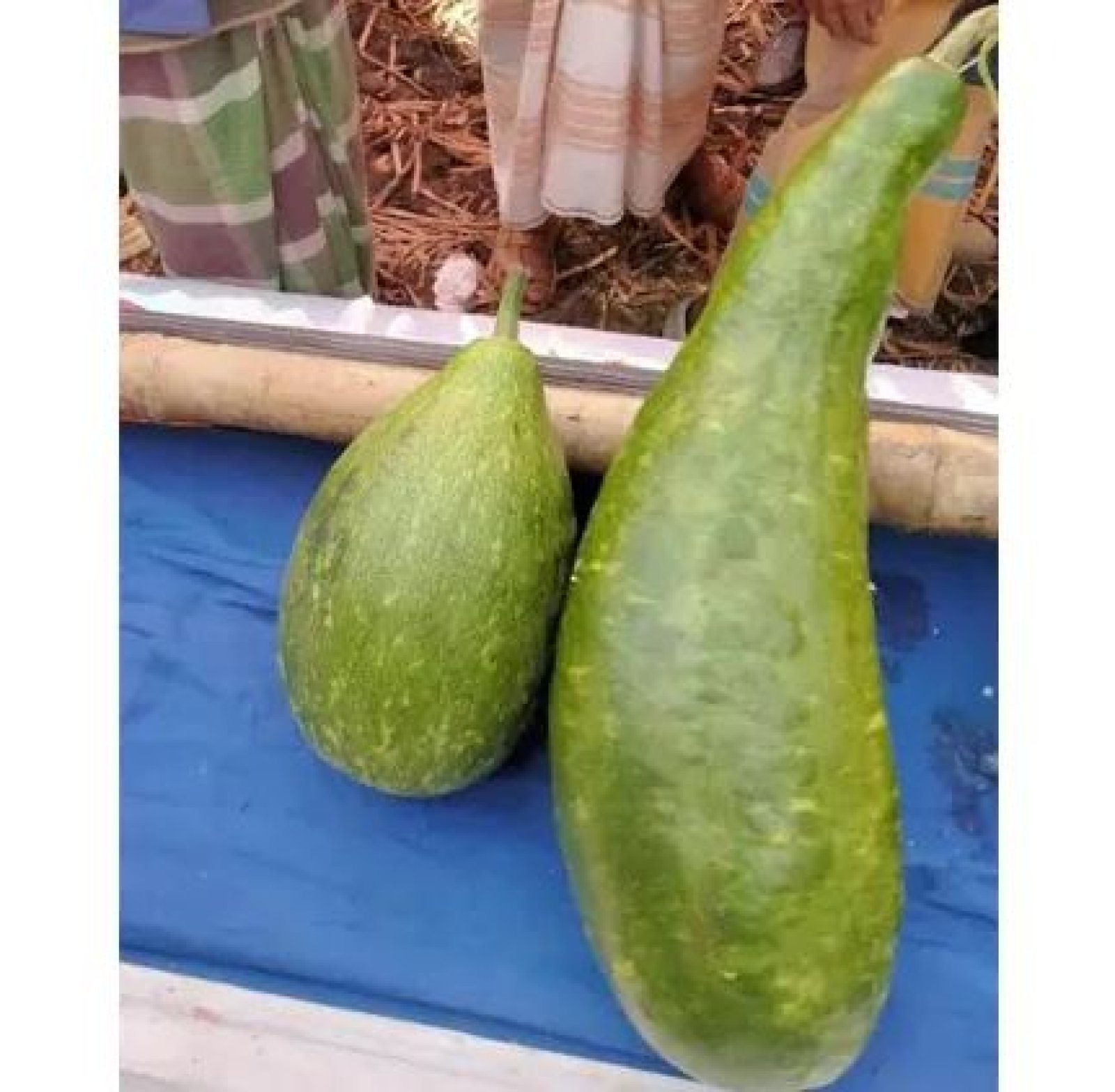 এক জোড়া লাউ ১৮ হাজার টাকায় বিক্রি!