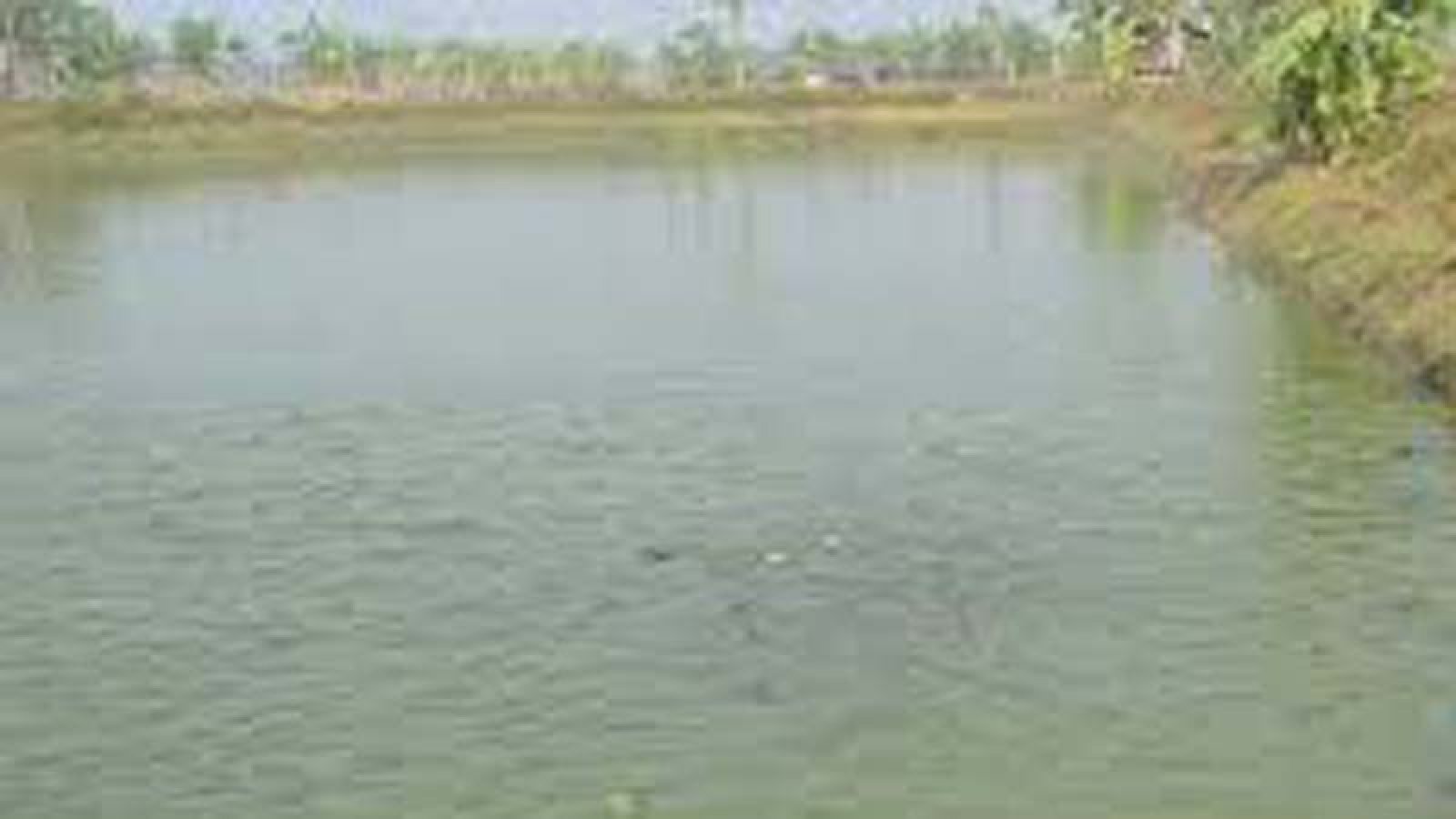 তানোরে আদালতের আদেশ লঙ্ঘন করে পুকুরের মাছ লুটের চেষ্টা