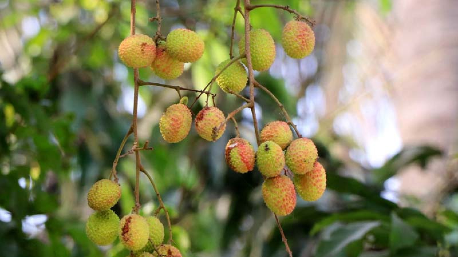 তাপদাহে ঝড়ছে আম, ফাটছে লিচু