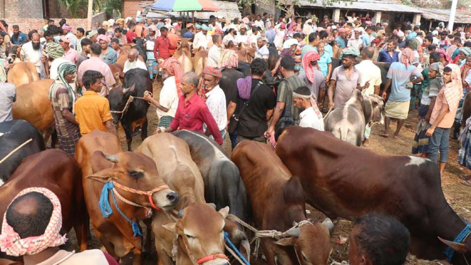 কোরবানি হাটে পশু আছে, ক্রেতা নেই