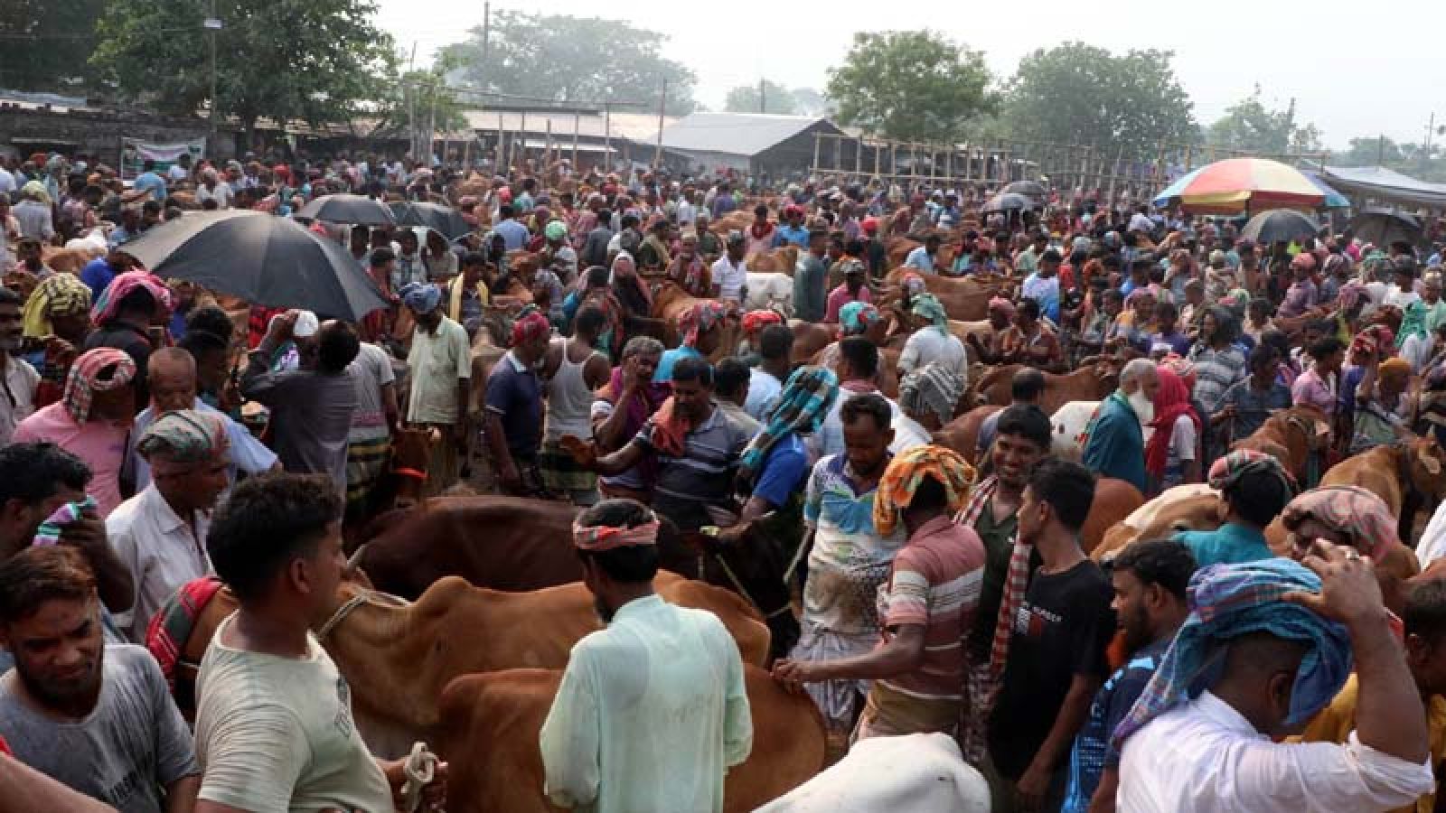 রাজশাহী বিভাগে কোরবানি পশুর বাজার ২০ হাজার কোটি টাকা