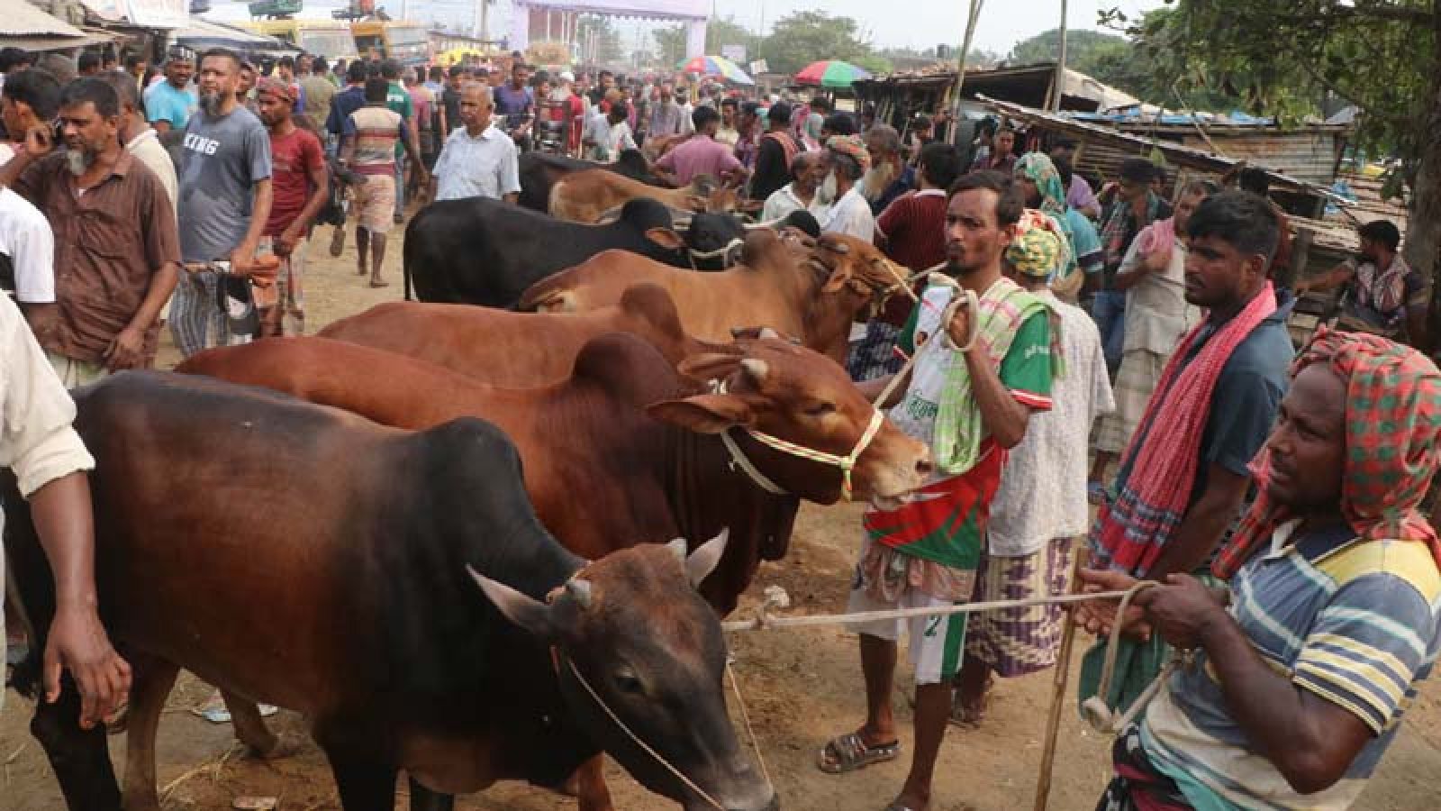 খামারে ওজনে বিক্রি হচ্ছে গরু