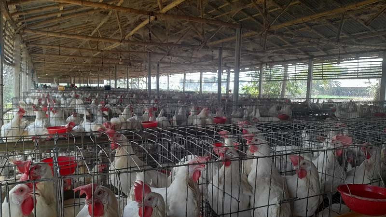 ডিমের ন্যায্য দাম পাচ্ছে না খামারিরা