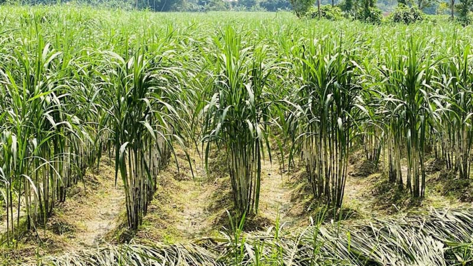 রাজশাহী অঞ্চলে এক দশকে কমেছে ৫২ শতাংশ আখচাষ