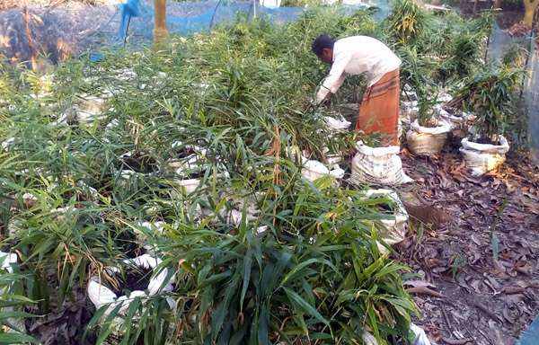 রাণীনগরে বস্তায় আদা চাষ প্রকল্পে ব্যাপক অনিয়মের অভিযোগ