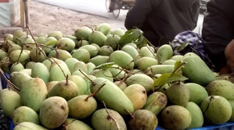 কানসাটে এখনো মিলছে কাটিমন আম, প্রতিমণ ১৬ হাজার টাকা