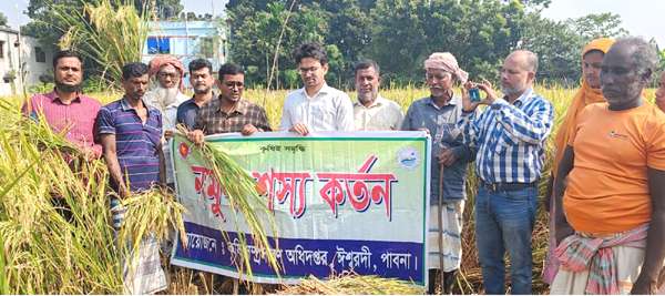 ঈশ্বরদীতে এবার লক্ষ্যমাত্রা ব্রি ১০৩ ধানের ফলন বিঘায় হয়েছে ২৫ মণ