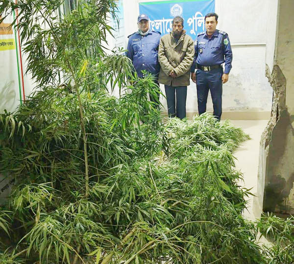বাঘায় বাড়ির আঙ্গিনায় গাঁজার গাছসহ চাষি আটক