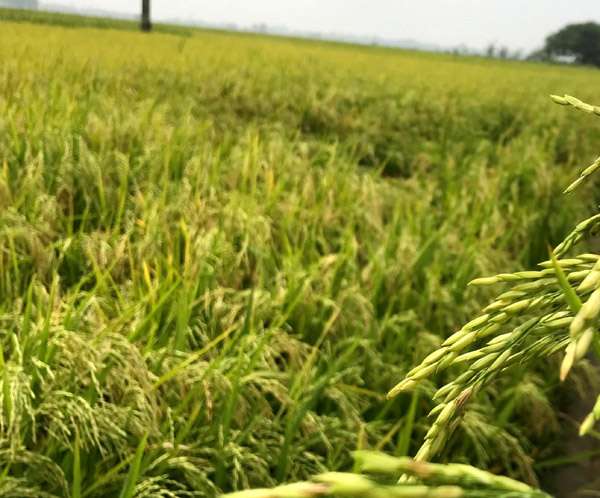 আত্রাইয়ে ৭ হাজার ৩৩৫ হেক্টর জমিতে বাম্পার ফলনের আশা