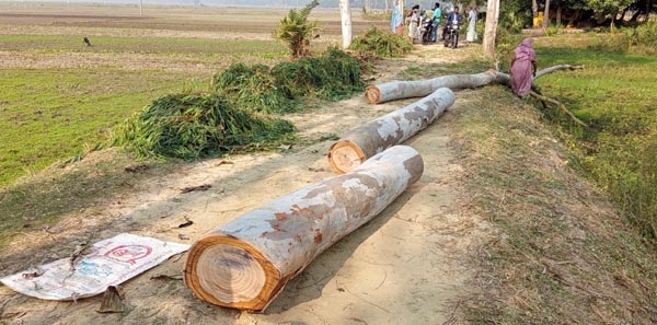 মান্দায় সরকারি রাস্তার গাছ কেটে নেওয়ার অভিযোগ
