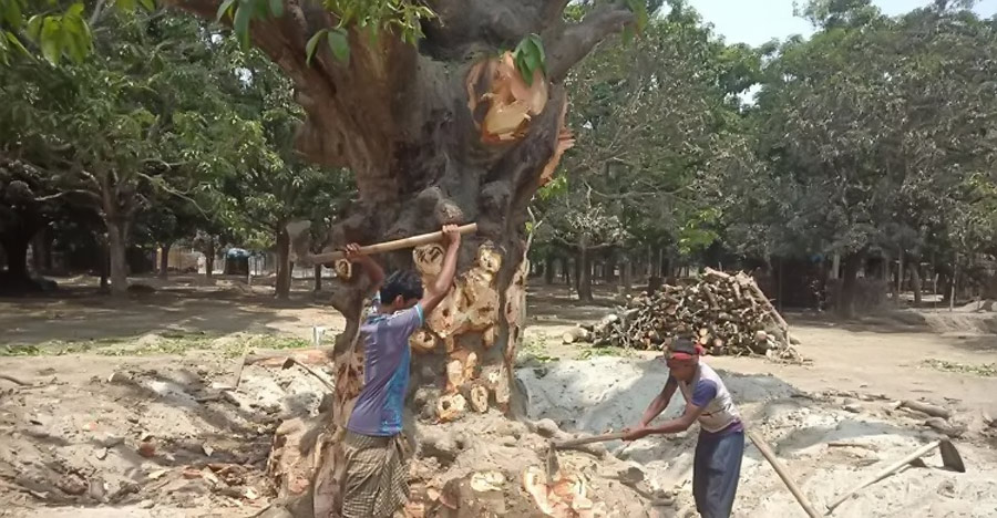 নানা সঙ্কটে আমচাষ, ৭১৪ হেক্টর আমবাগান উজাড় হয়েছে দুই বছরে