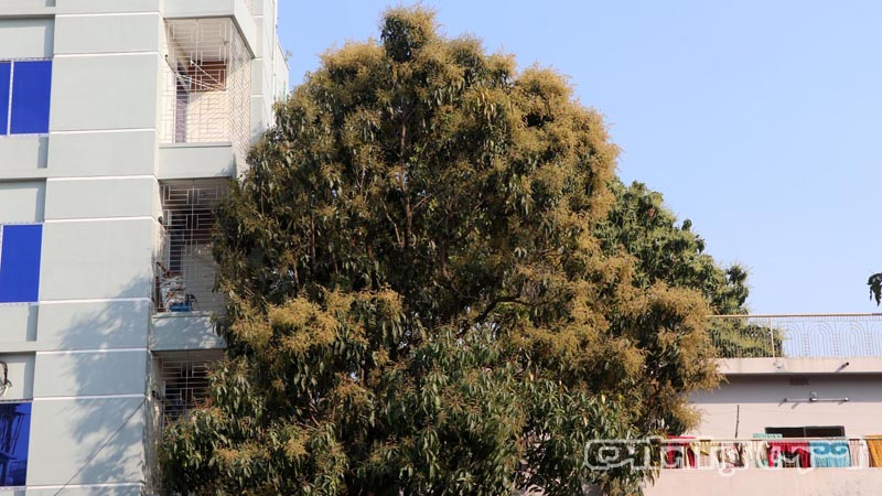 আম গাছে এসেছে সোনালী মুকুল। বাতাসে মিষ্টি সুঘ্রাণ। হলুদাভ আমের মুকুলে নুয়ে পড়েছে গাছের ডালপালা। ছবিগুলো তুলেছেন শরিফুল ইসলাম তোতা।