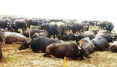 বর্ষায় ডাকাত আতঙ্কে নিরাপত্তাহীন বাথান মালিকেরা!