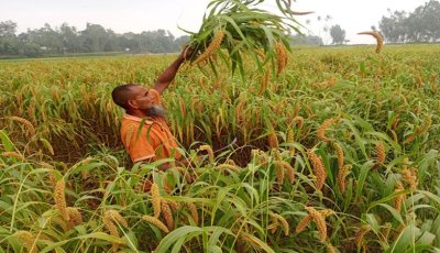 বগুড়ায় কমছে পুষ্টিগুণে ভরা কাউনের চাষ