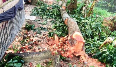 খাস জায়গার গাছ কাটার বিষয়ে নীরব প্রশাসন