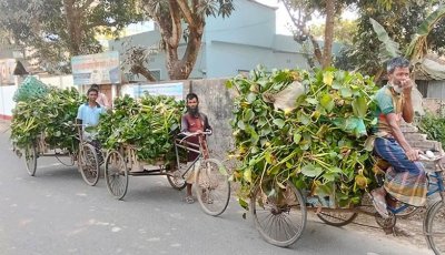 বগুড়ায় গো-খাদ্যের পছন্দের তালিকায় কচুরিপানা!