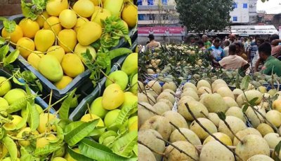 বাজারে আশ্বিনা, কাটিমন, গৌড়মতি, বারি-৪ ব্যানানার রাজত্ব