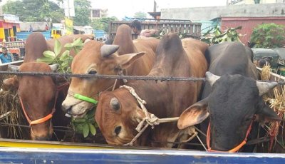 পদ্মার চরে ছিনতাই হওয়া ১৭৬টি গরু উদ্ধার