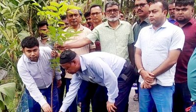 লালপুরে এলজিইডির বৃক্ষরোপন কর্মসূচি