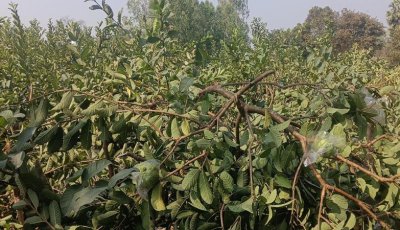 মান্দায় ফলন্ত পেয়ারা বাগান কেটে সাবাড়, অভিযোগ থানায়