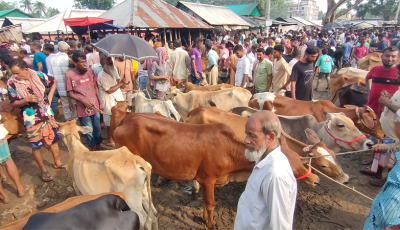 ক্রেতা আর বিক্রেতাদের পদচারণায় মুখর পশুহাট