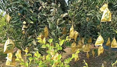 চাঁপাইনবাবগঞ্জে টানা বৃষ্টিতে ফ্রন্ট ব্যাগের ভেতরে আমে পচন, চতুর্মুখি ক্ষতির মুখে আমচাষি