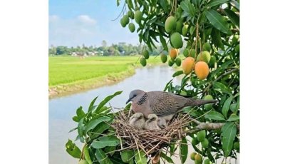আম বদলে দিচ্ছে চাঁপাইনবাবগঞ্জের অর্থনীতি,