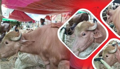 ট্রাম্পের পর এবার হাটে ‘কিম জং উন’