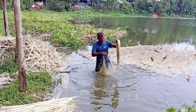 বগুড়ায় অর্থনৈতিক সম্ভাবনার দ্বার খুলছে সোনালী আঁশে