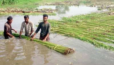 ফুলবাড়ীতে পাটের ফলন ও দাম দুই-ই ভালো, স্বস্তিতে কৃষকেরা