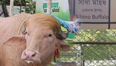 অফিসিয়ালি ‘ডোনাল্ড ট্রাম্প’ নাম পেলো ভাইরাল মহিষটি?