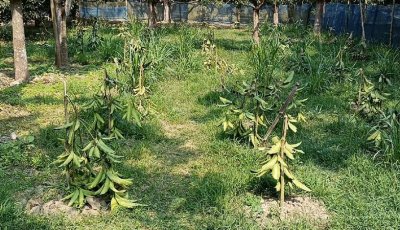 শিবগঞ্জে ১২০টি আমগাছ কেটে ফেলার অভিযোগ
