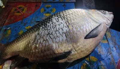 পদ্মায় ধরা পড়ল ৪০ কেজির কাতলা