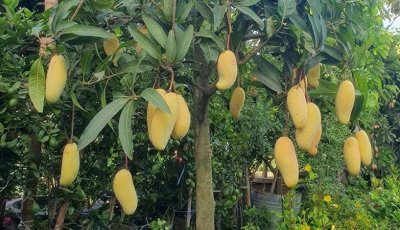 মৌসুমের শেষে বাজারে আসছে নাবি জাতের নতুন আম ‘বারি-১৯’