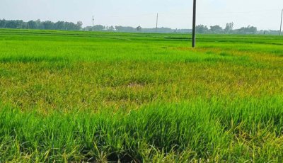 পোরশায় বিষাক্ত কীটনাশক দিয়ে কৃষকের জমির ধান পুড়িয়ে দিল দুর্বৃত্তরা