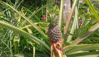 শিবগঞ্জে আমের এলাকায় এবার আনারস চাষ