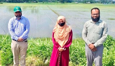 শেরপুরে আমন আবাদ পরিদর্শনে কৃষি সম্প্রসারণ অধিদপ্তরের উপপরিচালক