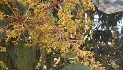 চাঁপাইনবাবগঞ্জের বাগানেগুলোতে ছড়াচ্ছে মুকুলের ঘ্রাণ ভালো ফলনের আশায় চাষিরা