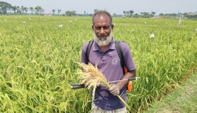 এক বিঘা জমির বাস্তবতা-কৃষকের ধানে নয়, খড়েই টিকে থাকার লড়াই