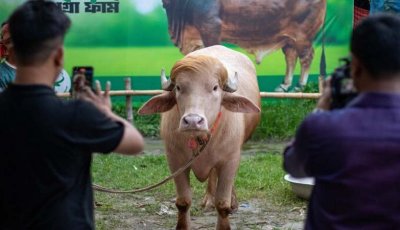 বাংলাদেশের ‘ট্রাম্প মহিষ’ নিয়ে বিশ্ব গণমাধ্যমে ফের তোলপাড়
