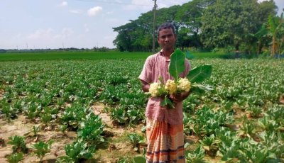 রাজশাহীর চরাঞ্চলের কৃষি বাণিজ্যিকভাবে সাফল্য বয়ে আনছে