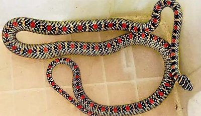 বাসা থেকে উদ্ধার হলো কালনাগিনী সাপ